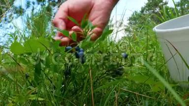 健康的有机食品-美味的成熟野生<strong>蓝莓</strong>菌苗被男人的手在森林里<strong>采摘</strong>。
